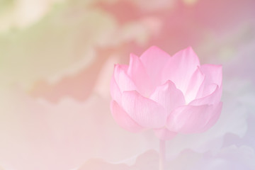 Fototapete - Pink lotus background image select focus