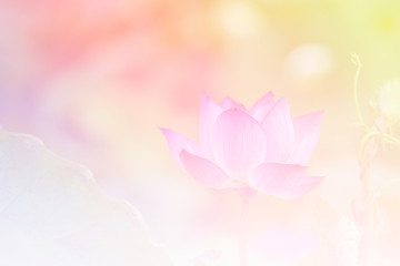 Fototapete - Pink lotus background image select focus