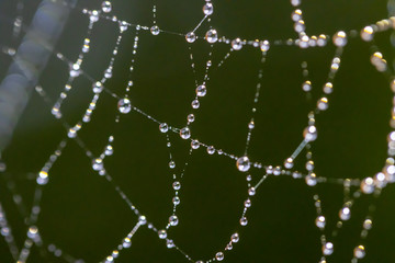  dew on the web