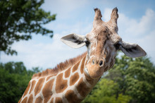 Curious Giraffe Looks At You Head Shot Close Up Portrait.