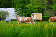 © paczoro - Landscape  with cows in Interlaken , Switzerland