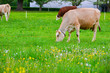 © paczoro - Landscape  with cows in Interlaken , Switzerland
