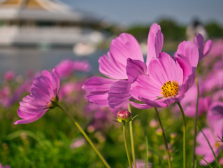 Wall Mural - Wonderful view around of the Suan Luang Rama 9 Park.