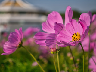 Wall Mural - Wonderful view around of the Suan Luang Rama 9 Park.