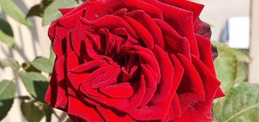 Red roses glowing and growing under sun, amazing flower symbol of love 