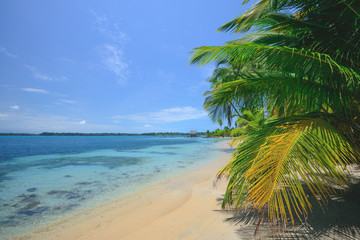 Wall Mural - Starfish beach palms