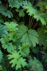 Poster - Vertical shot of plants with green leaves