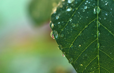 The water drops on the green leaf