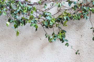 Sticker - Branch with green leaves with a white wall in the background