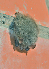 Sticker - Small bat (Murina ussuriensis) 7