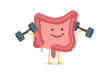 Cute cartoon healthy intestines character with dumbbells. Abdominal cavity digestive and excretion human internal organ. Small and colon intestine with duodenum rectum and appendix vector illustration