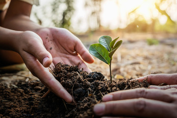 Wall Mural - planting tree in garden. concept save world green earth
