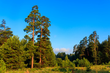 Canvas Print - View of a green coniferous forest at summer