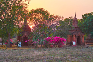 Wall Mural - Evening in blooming garden, Bagan, Myanmar