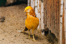 Golden Pheasant. Poultry Yard. Bird With Bright Feathers