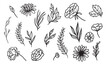 © freeject.net - set of hand drawn leaf vector illustration, flower lineart isolated graphic elements for your design, floral lineart for classic design