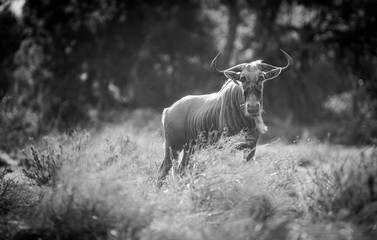 Wall Mural - Close up image of a Golden Wildebeest in a nature reserve in South Africa