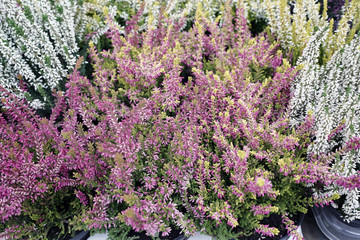 Sticker - blooming heather plants of different colors mixed together