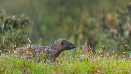 Wall Mural - MELONCILLO - Egyptian mongoose (Herpestes ichneumon)