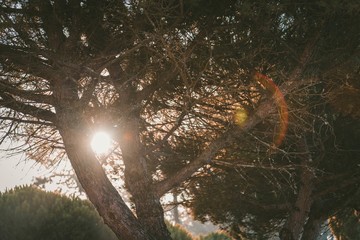 Sticker - Beautiful shot of the sun shining in between the trees