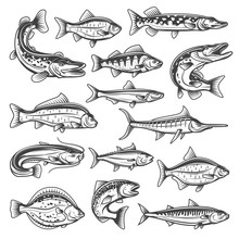 Vector Fish Species, Ocean, Sea And Freshwater. Fishing Sport Theme, Pike And Salmon, Tuna And Marlin, Bream And Trout, Sprat And Carp, Sheatfish And Perch, Mackerel And Cruician