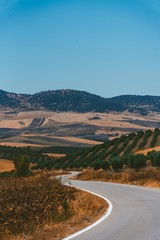 Poster - Amazing shot of a freeway surrounded by plants in Alentejo Portugal on a hot day