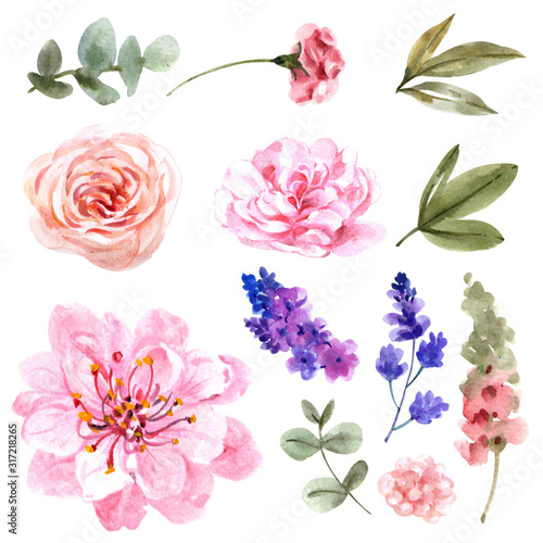 flower, nature, pink, flowers, spring, floral, plant, blossom, isolated, whit...