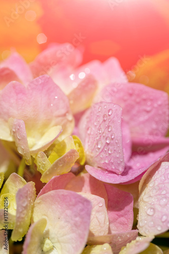 Beautiful floral background.