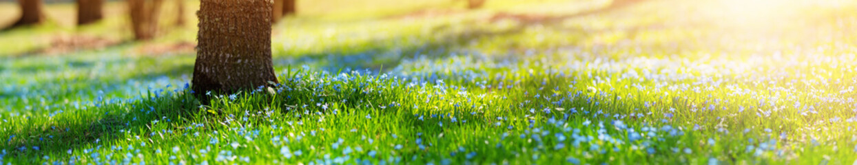 Panoramic view to spring flowers in the park