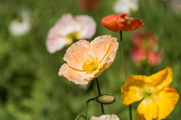 Canvas Print - Close up of blooming decorative poppy flower in the garden