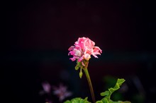 Closeup Shot Of A Verbena Flower On A Blurred Background