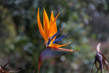 Poster - Strelitzia Reginae flowering plant with orange and blue flower. Bird of paradise