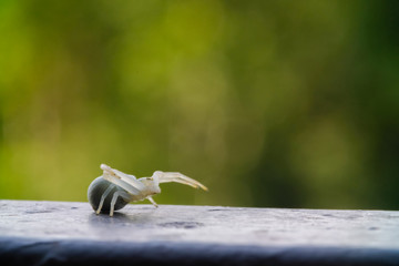 White crab spider crawls and waits for prey, prepares for attack and hides. macro photo