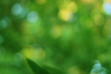 Sticker - spring bokeh nature abstract background, green leaves blurred, beautiful in the spring or summer, ar