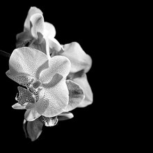 White Orchid On Black Background - Monochromatic Picture