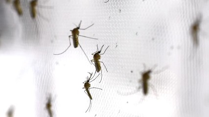 mosquito on insect net close up.