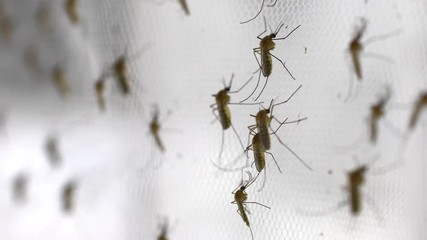 mosquito on insect net close up.
