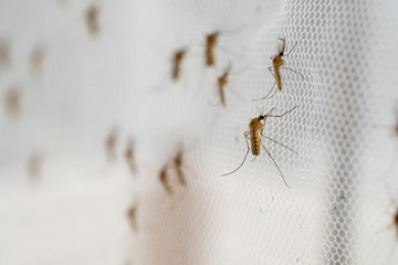 mosquito on insect net close up.