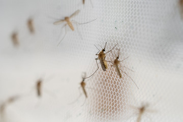 mosquito on insect net close up.