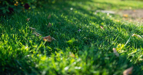 Wall Mural - Green grass background. Selective focus with shallow depth of field.