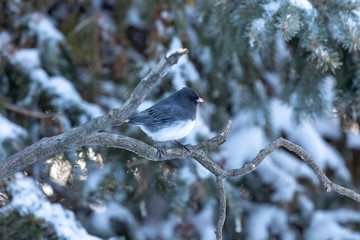 Sticker - Dark eyed junco on winter in Wisconsin