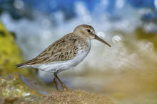 Dunlin By The Sea