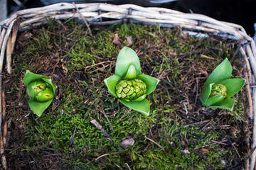 Wall Mural - Green hyacinths crawl out of the ground in a wicker basket as an interior decoration