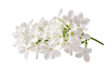 Branch Of White Lilac Flowers Isolated On White Background.