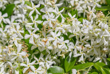 Star Jasmine White Flowers Background With Multiple Flowers.
