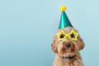 Cute dog wearing party hat and glasses