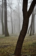 Wall Mural - trees in the forest