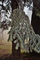 Wall Mural - tree in the forest