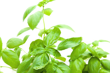 Wall Mural - Basil bush isolated on white background with green leaves, close up, high key, blur background