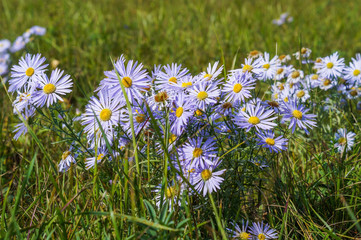 lilac daisies grow in the meadow